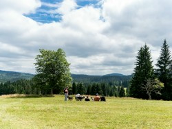 Wanderung mit Hund