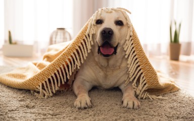 Hunde in Ferienwohnungen willkommen heißen