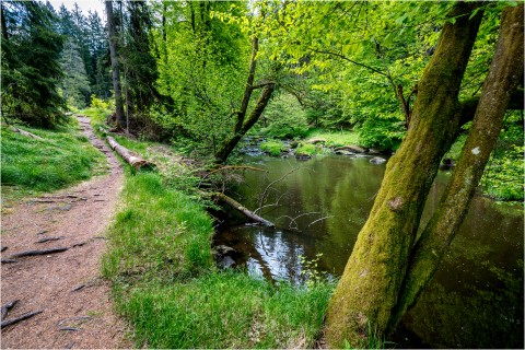 Wandern auf dem Goldsteig mit Hund