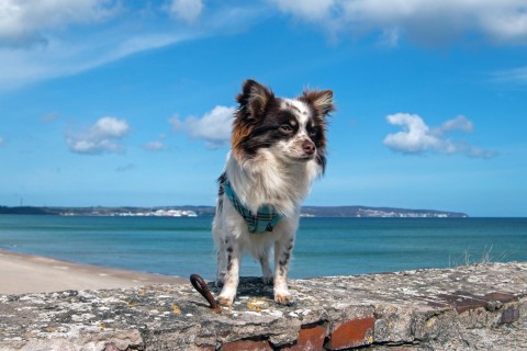 Chihuahua Rosi am Strand von Prora Insel Rügen - Sabine Schönfeld