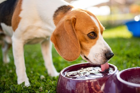 Ferienwohnung hundefreundlich ausstatten