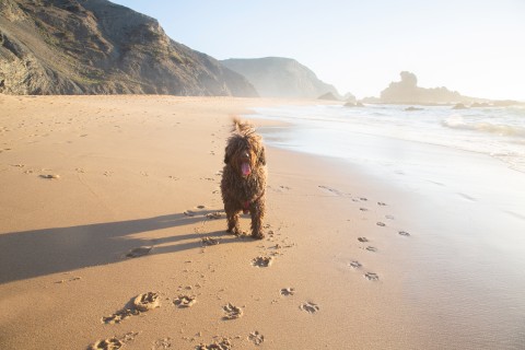 Hundeurlaub an der Algarve