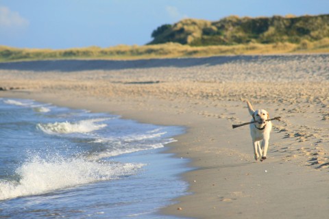 Hundestrand Timmendorfer Strand an der Strandallee - credits calla