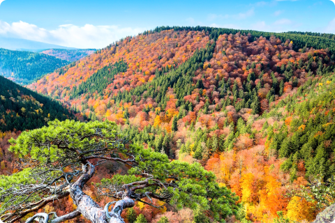 Harz - ferkelraggae