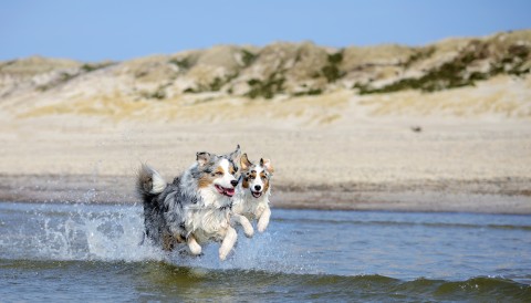 Strandurlaub mit Hund in Dänemark