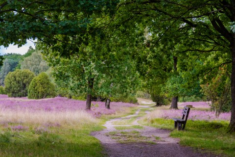 Wanderurlaub mit Hund in der Lüneburger Heide