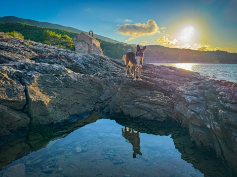 Urlaub mit Hund auf Hvar in Kroatien