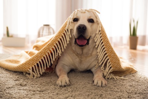 Hunde in Ferienwohnungen willkommen heißen