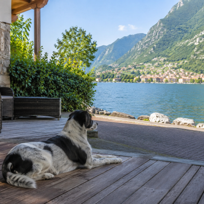Hund auf der Terrasse am See
