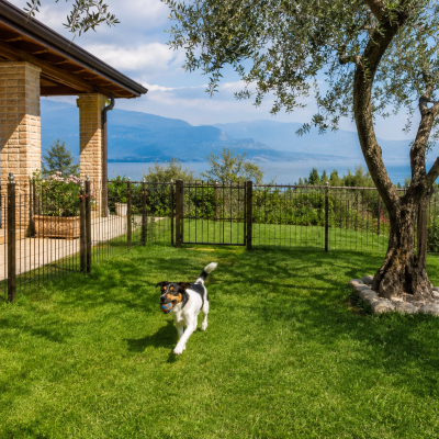 Hund spielt im Garten