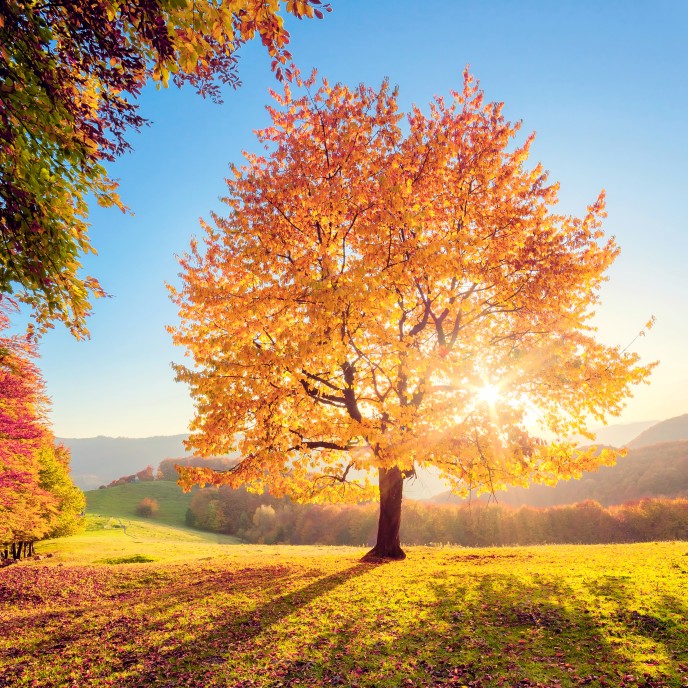 Indian Summer Titel