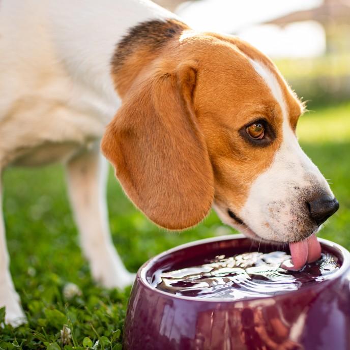 Ferienwohnung hundefreundlich ausstatten