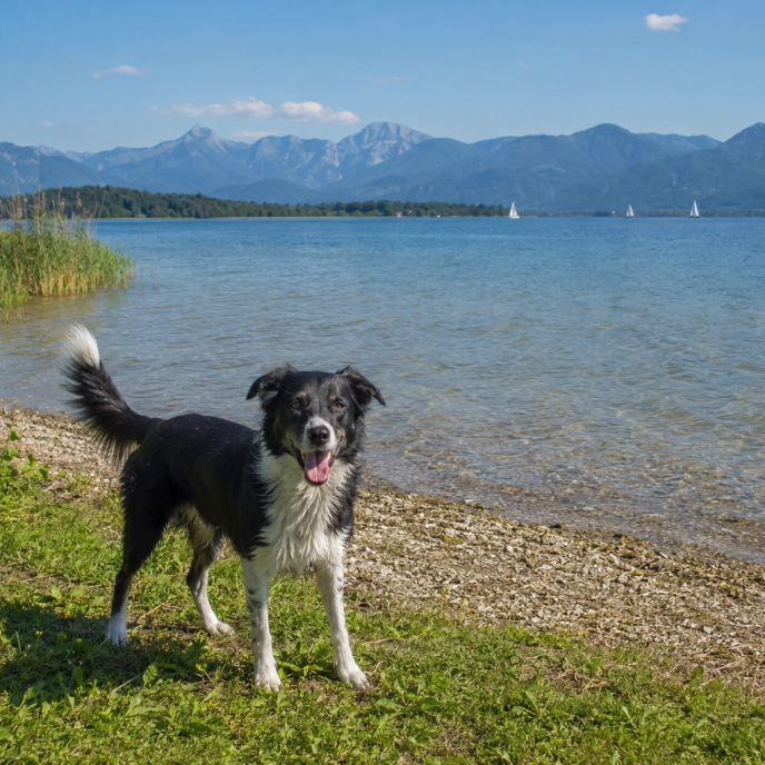 chiemsee_hund_am_ufer