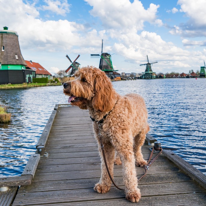 Hundeurlaub in Holland