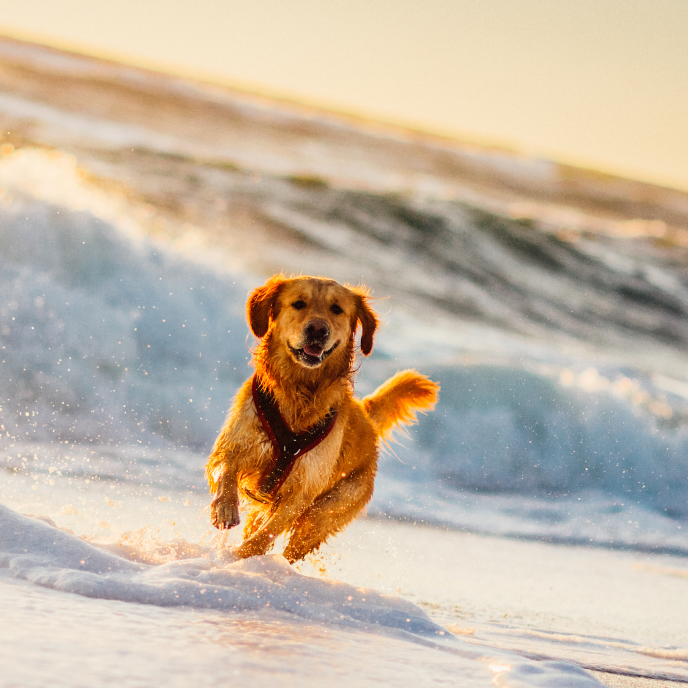 Nordsee Hund Titel