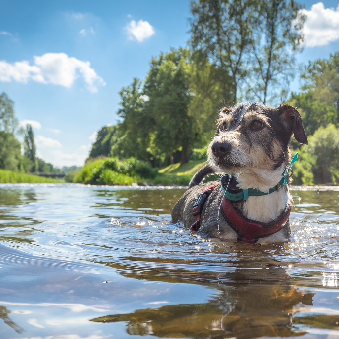 Titel Hund See Quadrat - R.Bitzer Photography