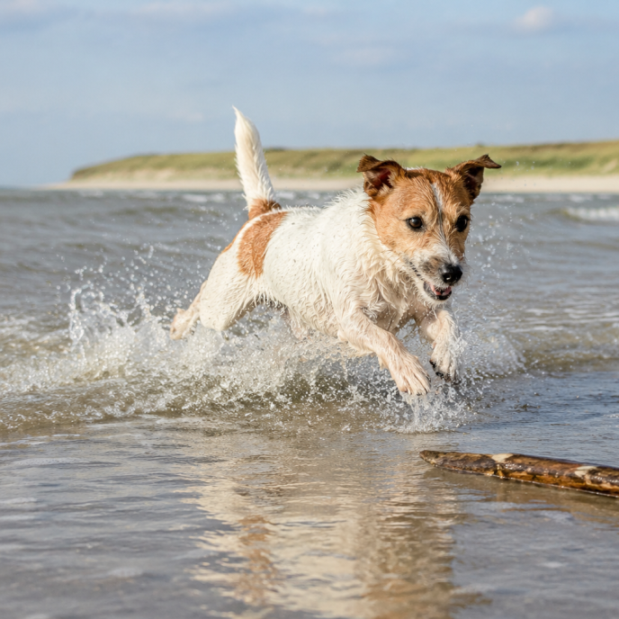 Spielender Hund am Nordseestrand