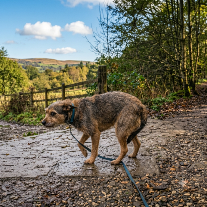 Körpersprache beim Hund