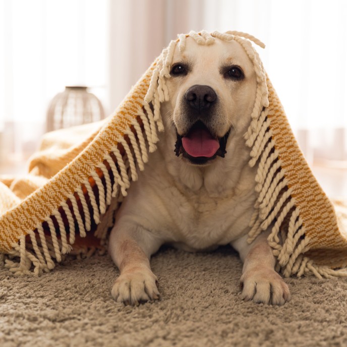 Hunde in Ferienwohnungen willkommen heißen
